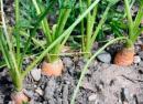 Почему морковь рогатая, корявая, мохнатая и трескается, как избежать